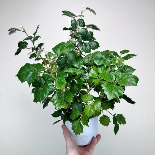 Cissus rombolistny P15 wisząca #2