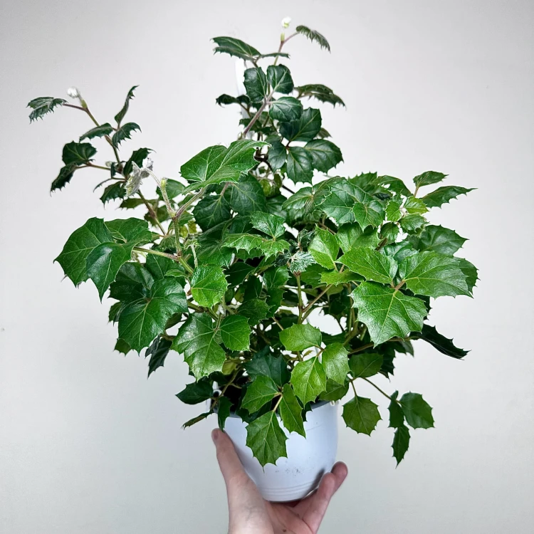 Cissus rombolistny P15 wisząca #2