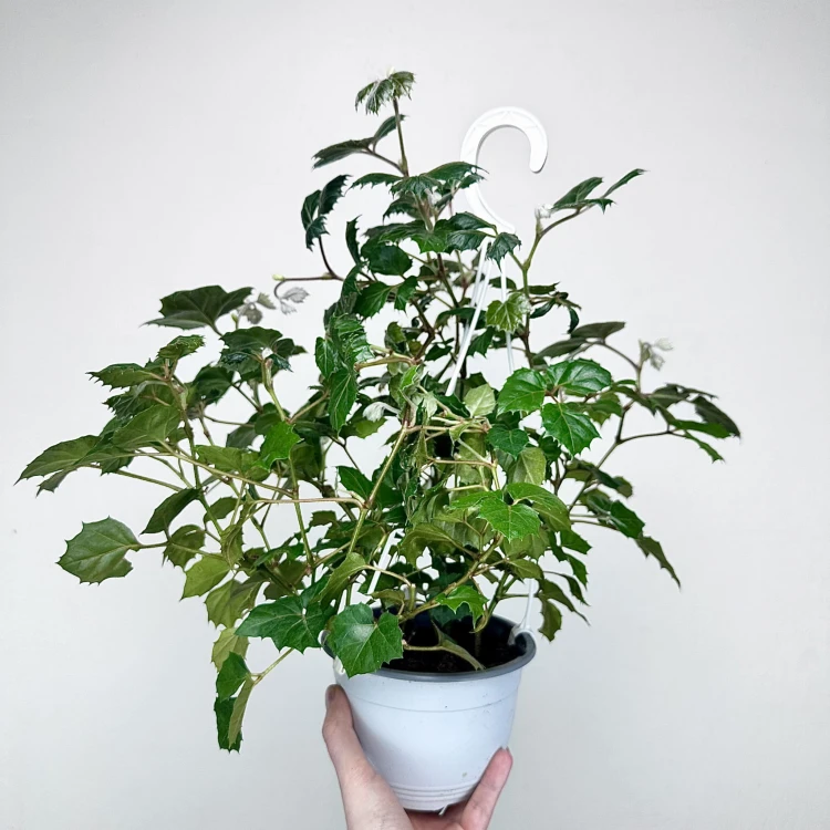 Cissus rombolistny P15 wisząca #3