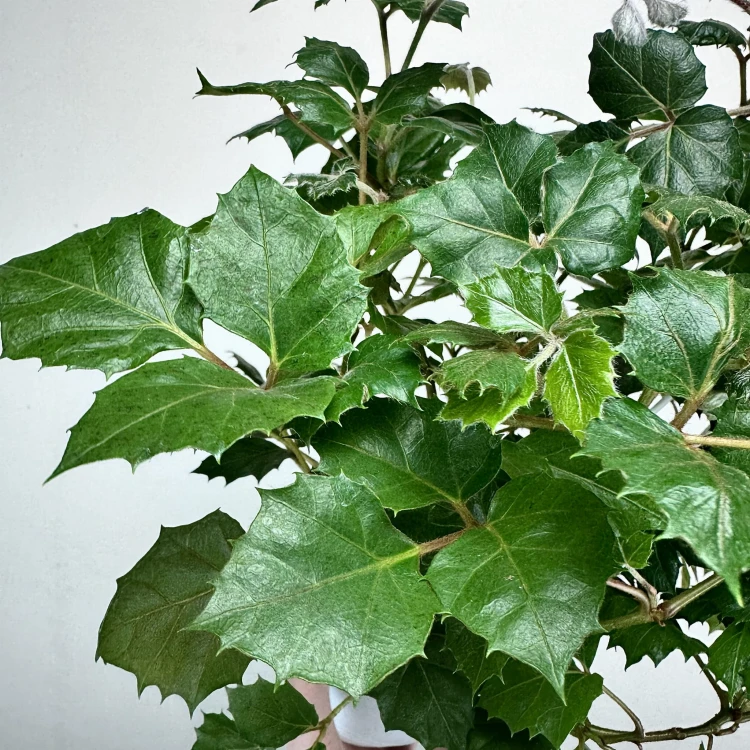 Cissus rombolistny P15 wisząca #6