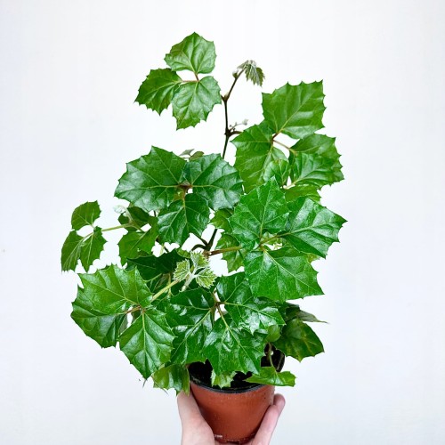 Cissus Rombolistny P12 #1