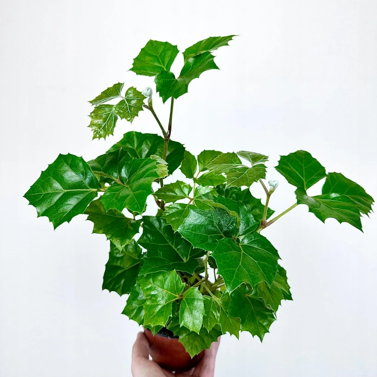 Cissus Rombolistny P12 #3