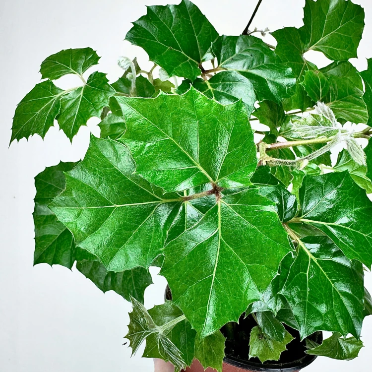 Cissus Rombolistny P12 #4