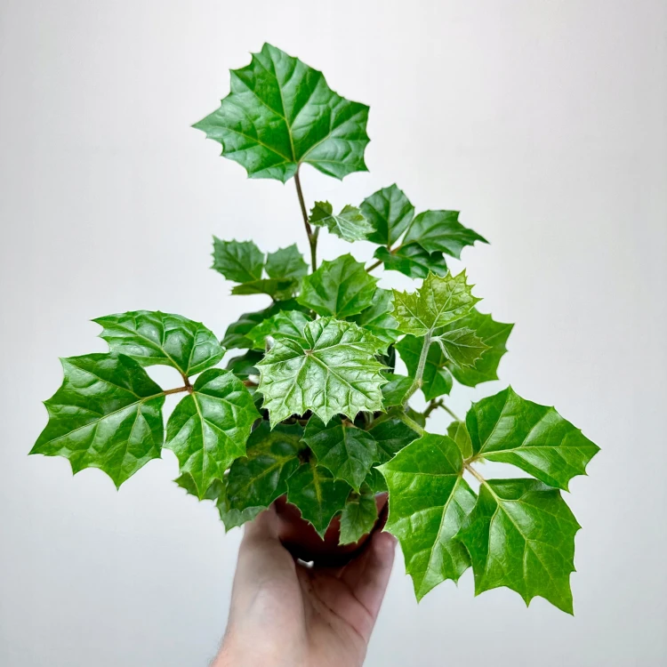 Cissus Rombolistny P12 #5