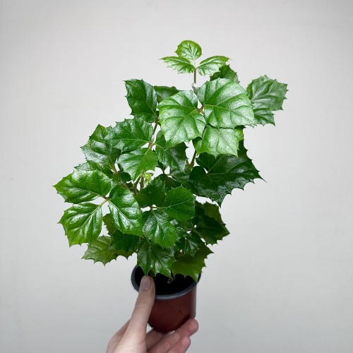 Cissus Rombolistny P9 #1