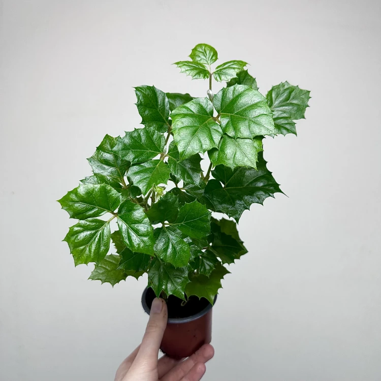 Cissus Rombolistny P9 #1
