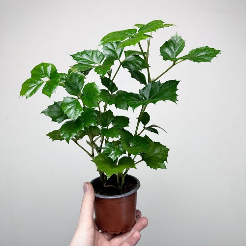 Cissus Rombolistny P9 #2