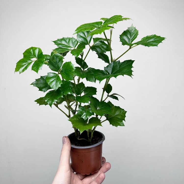 Cissus Rombolistny P9 #2