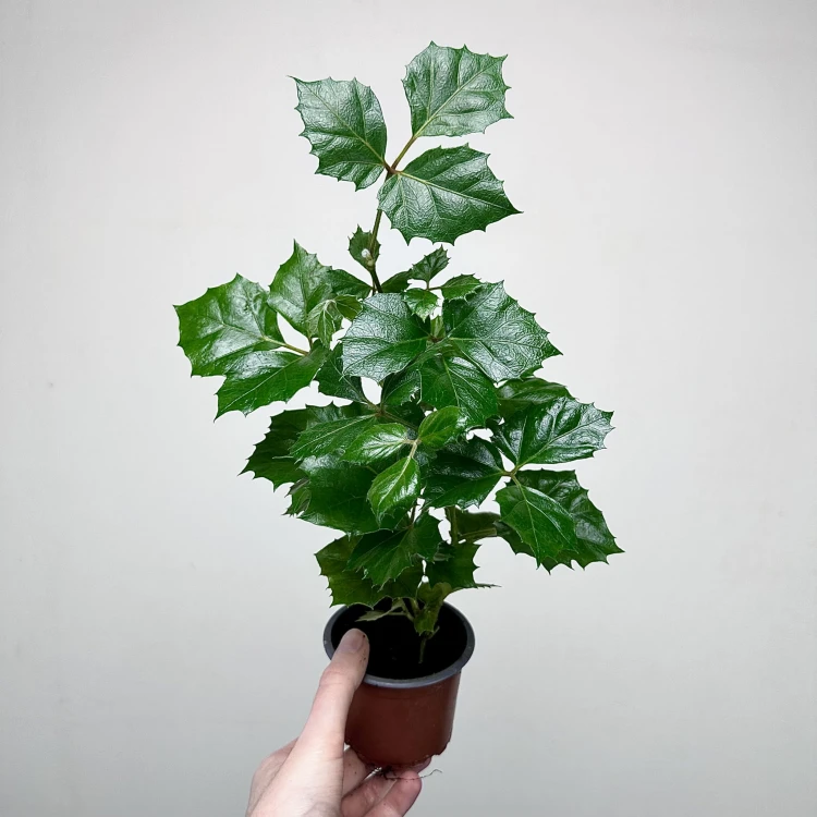 Cissus Rombolistny P9 #3