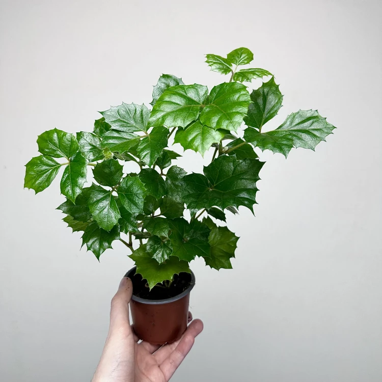 Cissus Rombolistny P9 #4