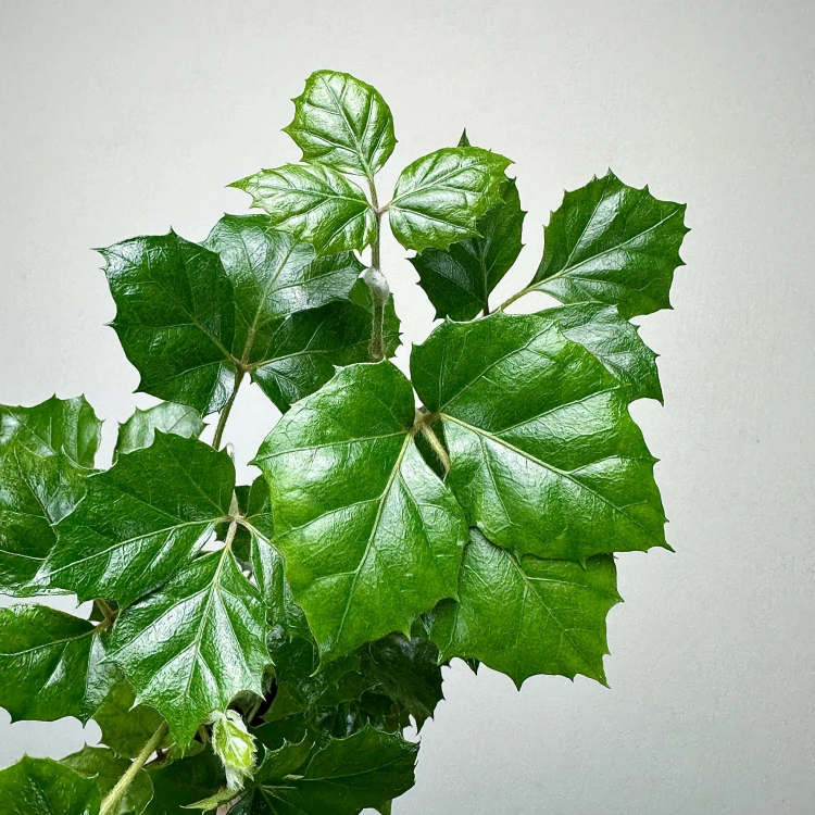 Cissus Rombolistny P9 #5