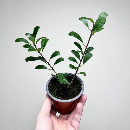 Ficus Deltoidea Fikus Deltolistny P9 #1