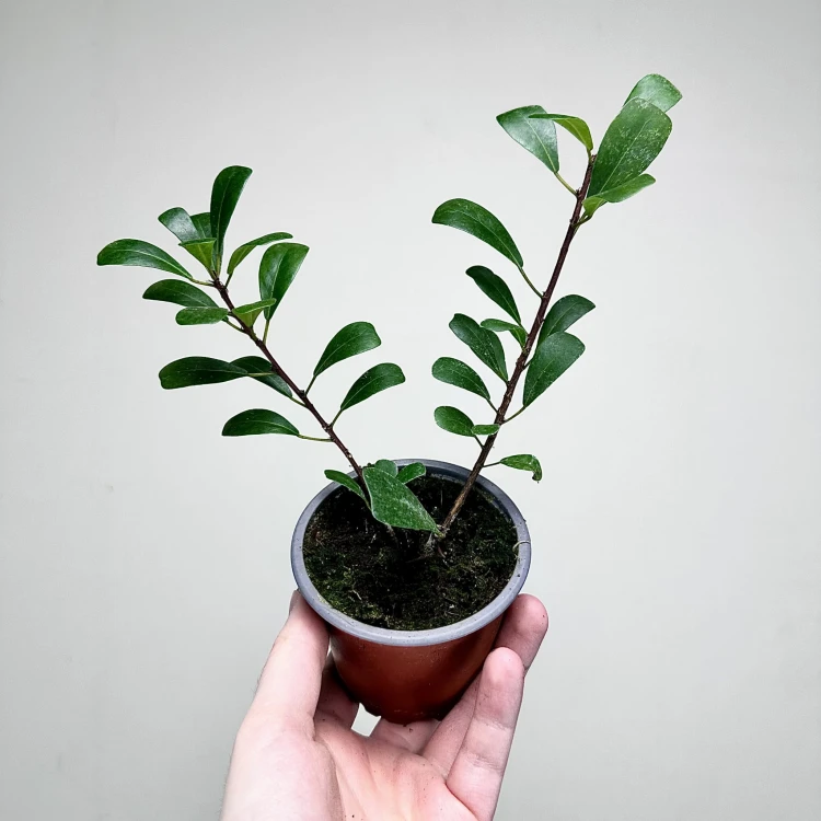 Ficus Deltoidea Fikus Deltolistny P9 #1
