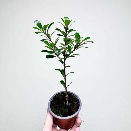 Ficus Deltoidea Fikus Deltolistny P9 #2