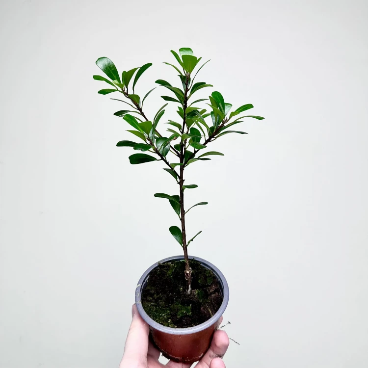 Ficus Deltoidea Fikus Deltolistny P9 #2
