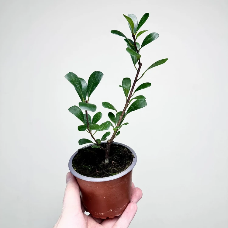 Ficus Deltoidea Fikus Deltolistny P9 #3
