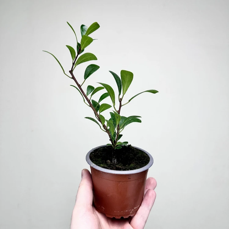 Ficus Deltoidea Fikus Deltolistny P9 #4