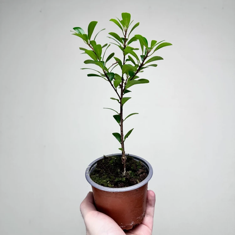Ficus Deltoidea Fikus Deltolistny P9 #5