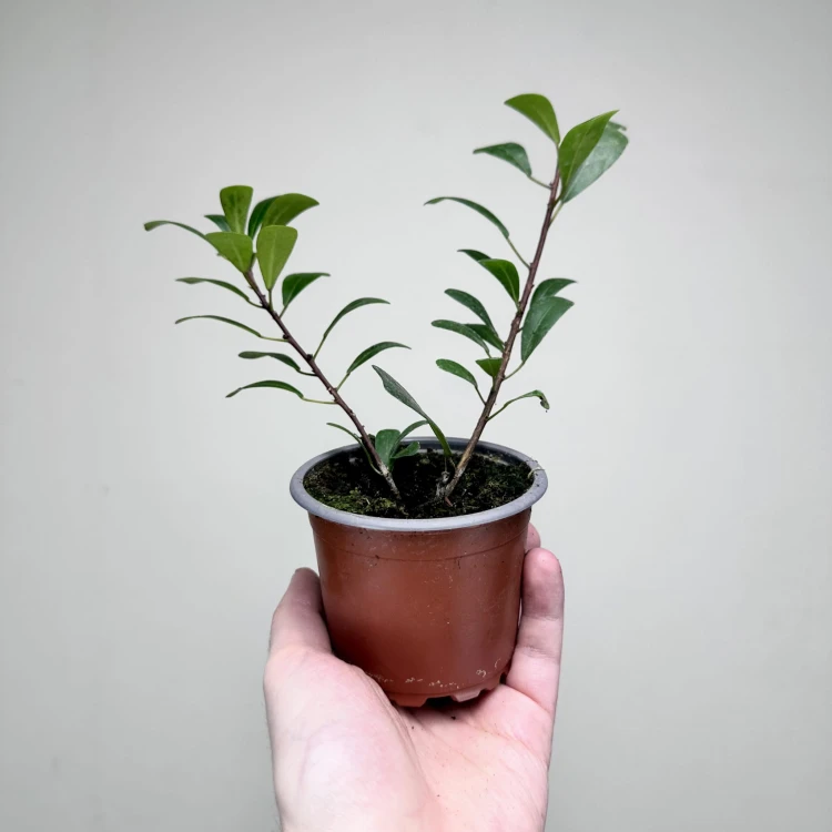 Ficus Deltoidea Fikus Deltolistny P9 #6