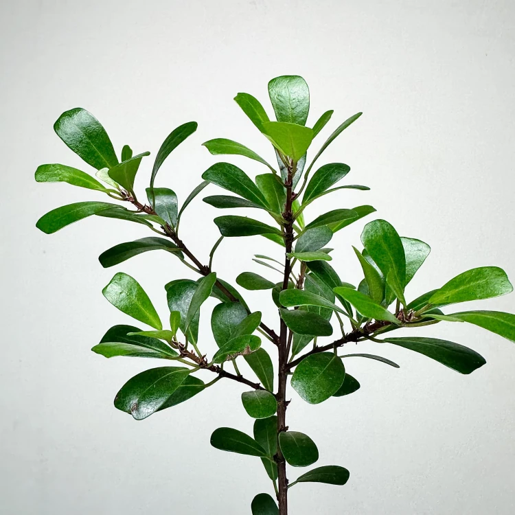 Ficus Deltoidea Fikus Deltolistny P9 #7
