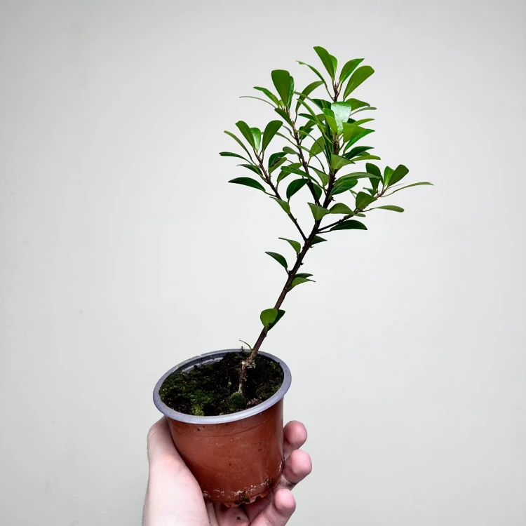 Ficus Deltoidea Fikus Deltolistny P9 #8
