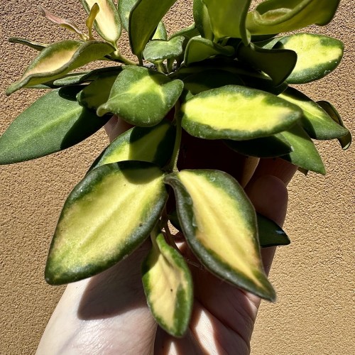 Hoya Burtoniae Variegata Hoja (DS-70) P9 #2