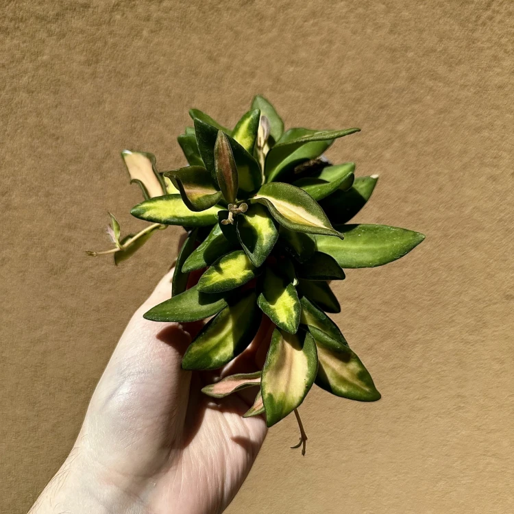 Hoya Burtoniae Variegata Hoja (DS-70) P9 #3