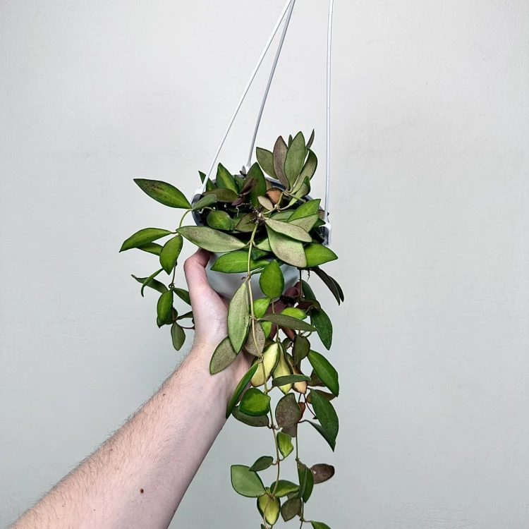 Hoya Burtoniae Variegata Hoja (DS-70) P15 wisząca #1