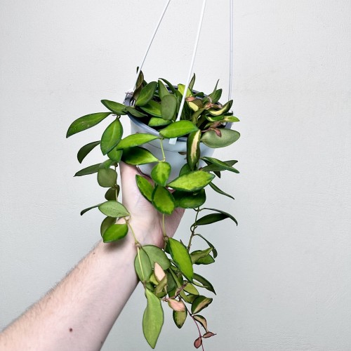 Hoya Burtoniae Variegata Hoja (DS-70) P15 wisząca #2