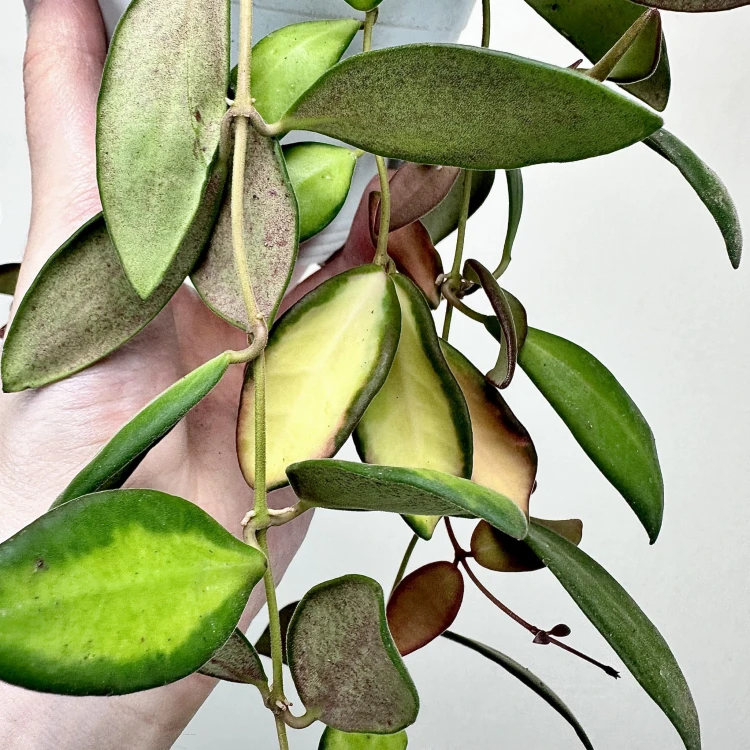 Hoya Burtoniae Variegata Hoja (DS-70) P15 wisząca #3