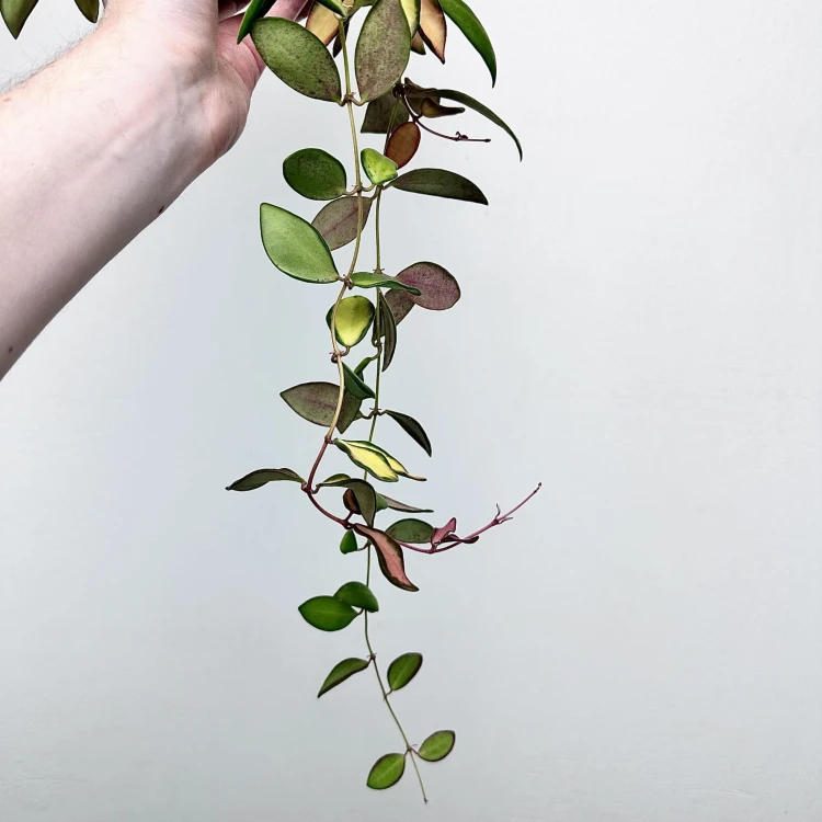 Hoya Burtoniae Variegata Hoja (DS-70) P15 wisząca #4