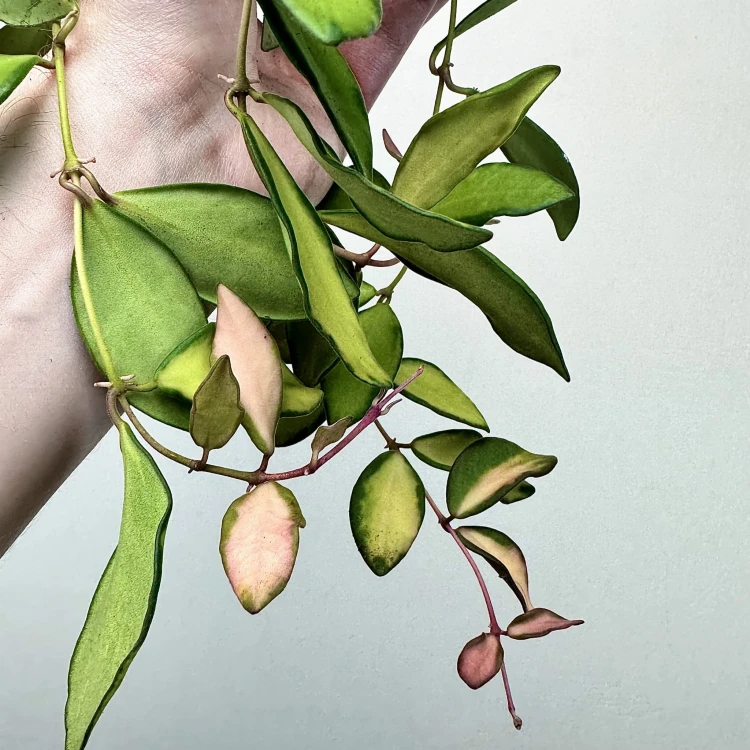 Hoya Burtoniae Variegata Hoja (DS-70) P15 wisząca #5