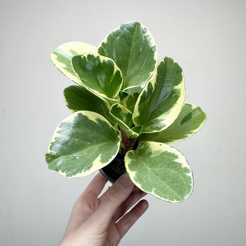 Peperomia obtusifolia Variegata P9 #1