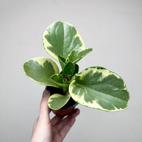 Peperomia obtusifolia Variegata P9 #2