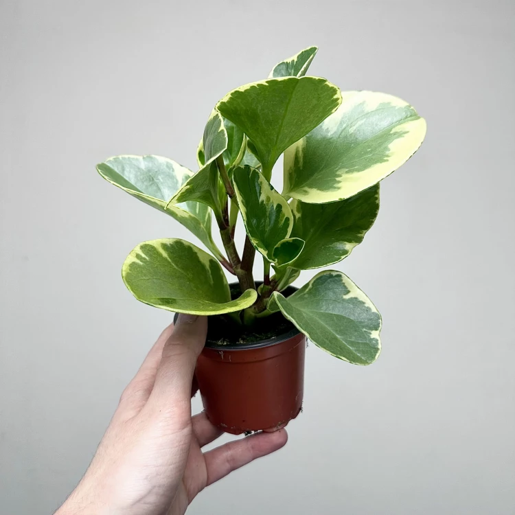 Peperomia obtusifolia Variegata P9 #3