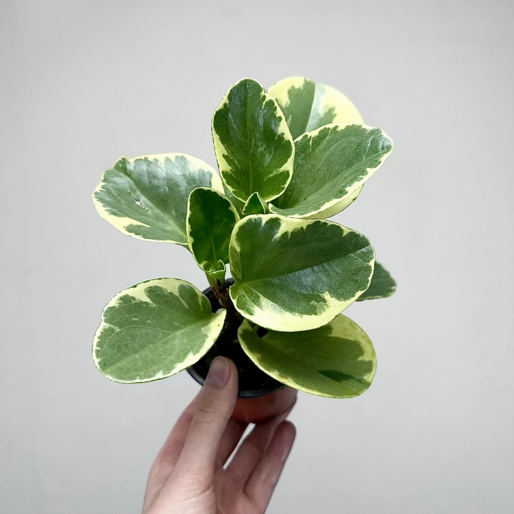 Peperomia obtusifolia Variegata P9 #4