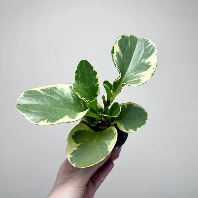 Peperomia obtusifolia Variegata P9 #5