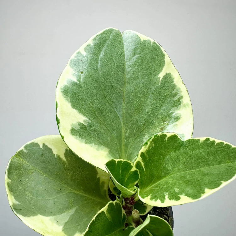 Peperomia obtusifolia Variegata P9 #6