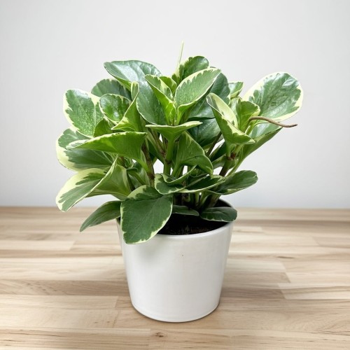 Peperomia obtusifolia Variegata P17 #1