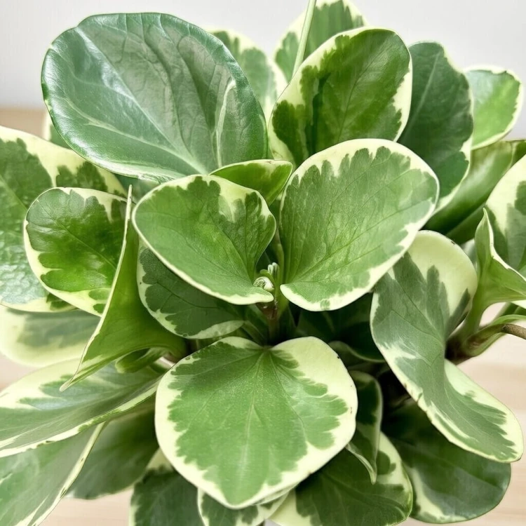 Peperomia obtusifolia Variegata P17 #4