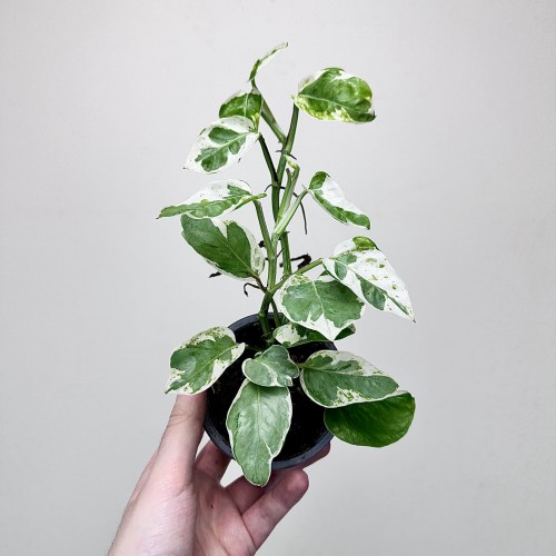 Epipremnum Pearls and Jade | White Panther P9 #2