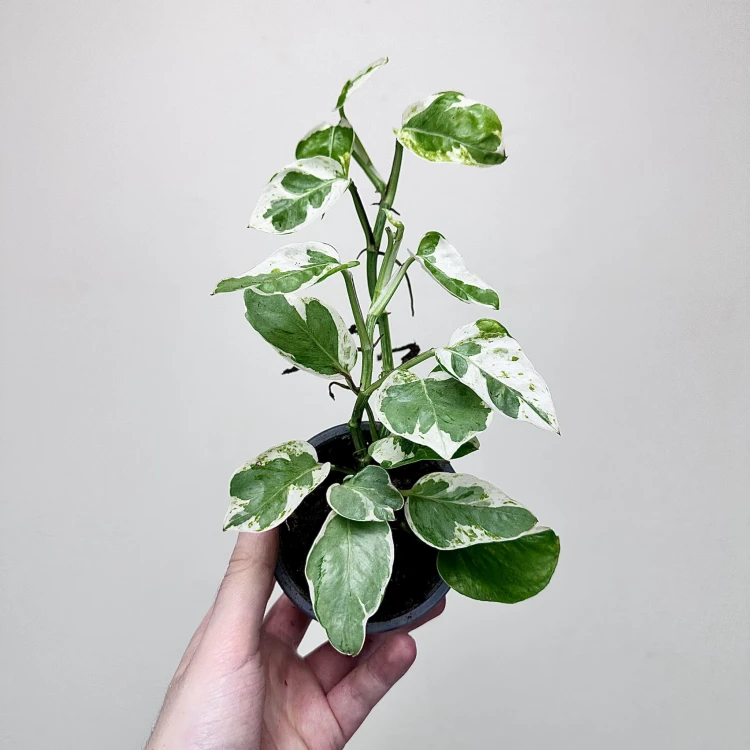 Epipremnum Pearls and Jade | White Panther P9 #2