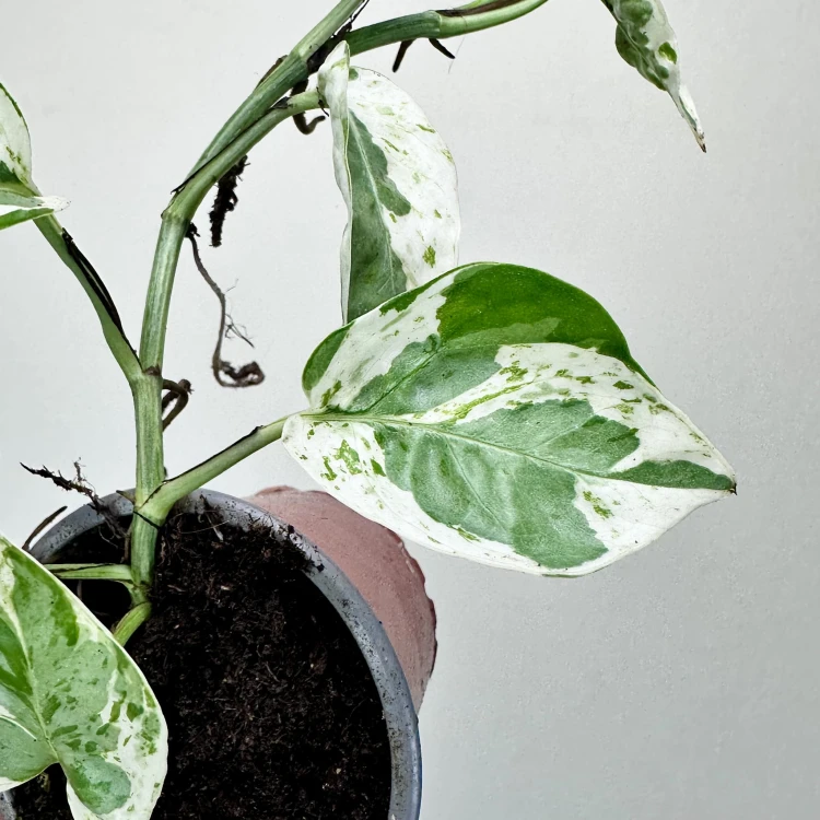 Epipremnum Pearls and Jade | White Panther P9 #3