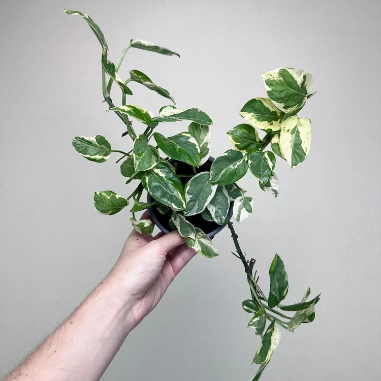 Epipremnum Pearls and Jade | White Panther P12 #5