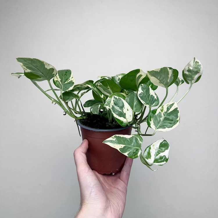 Epipremnum Pearls and Jade | White Panther P12 #6