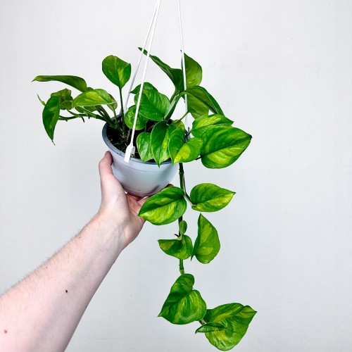 Epipremnum pinnatum Global Green P15 wisząca #1