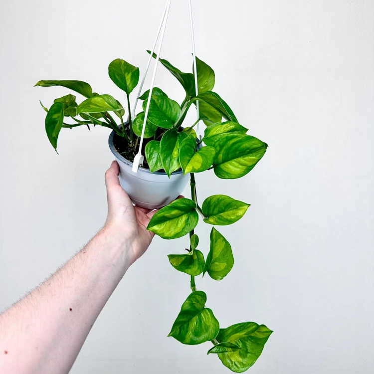 Epipremnum pinnatum Global Green P15 wisząca #1