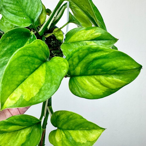 Epipremnum pinnatum Global Green P15 wisząca #2