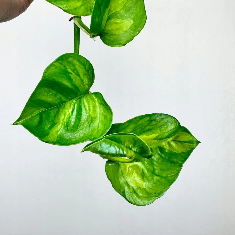 Epipremnum pinnatum Global Green P15 wisząca #3