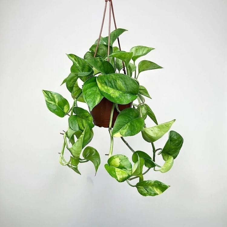 Epipremnum pinnatum Global Green P17 wisząca #1
